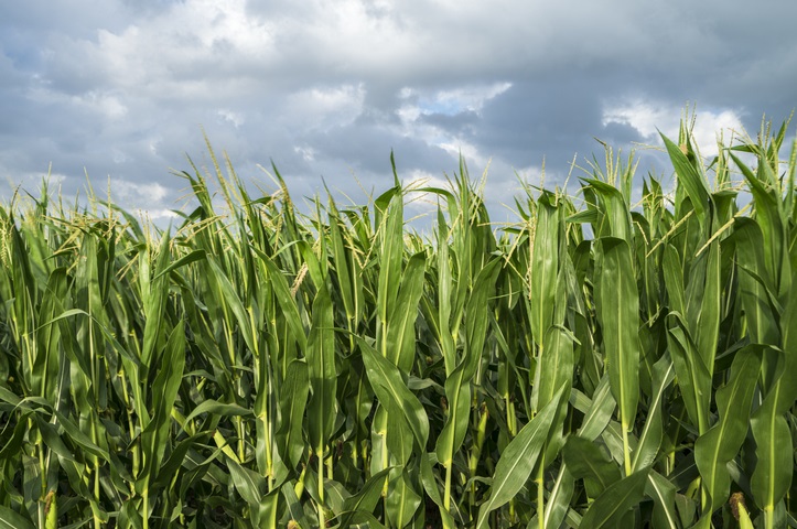 Hybrid maize crop