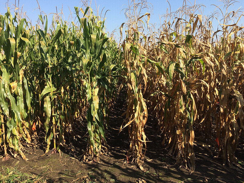 Hybrid maize