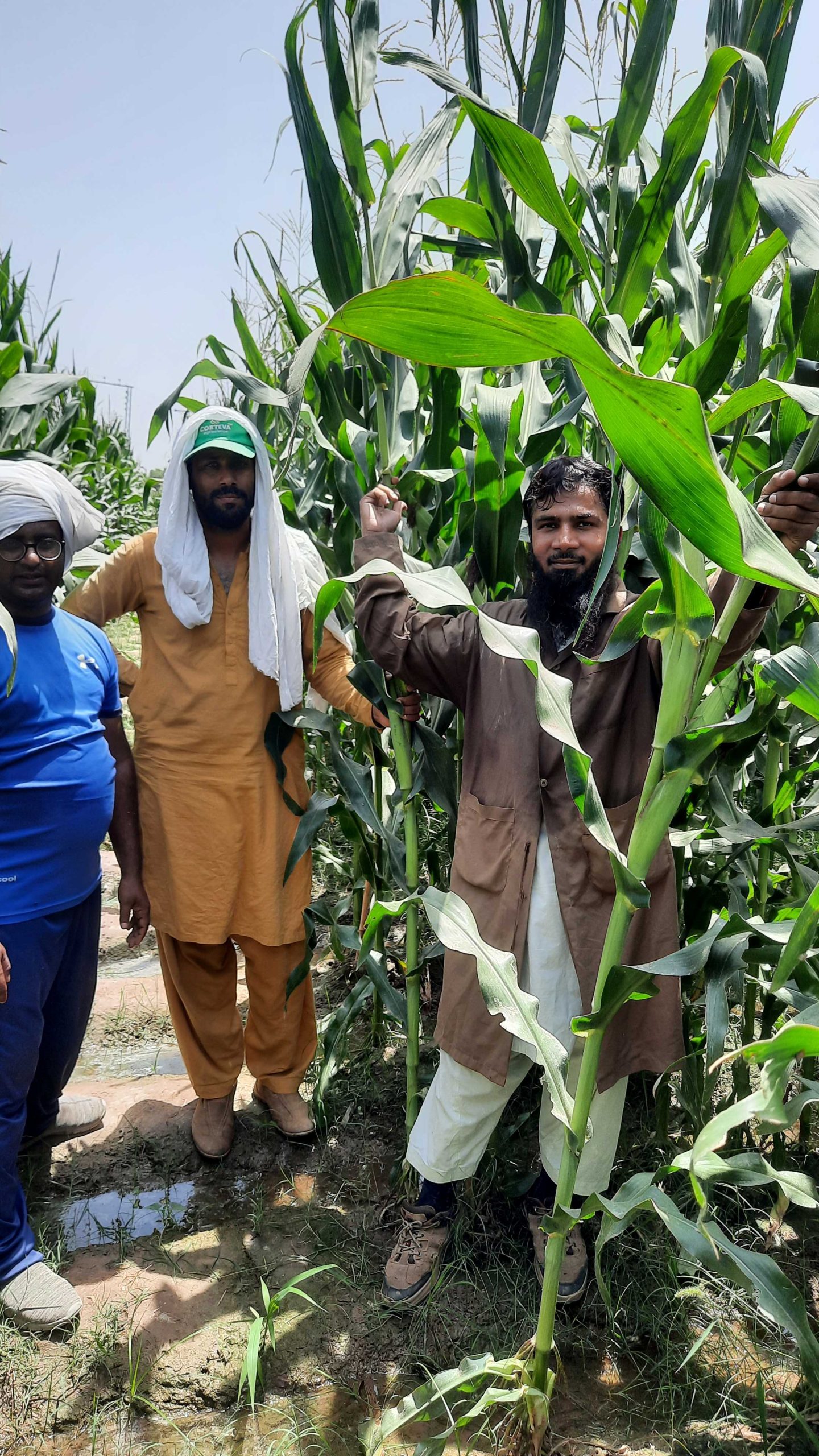 Avicenna team inspecting a hybrid maize trial